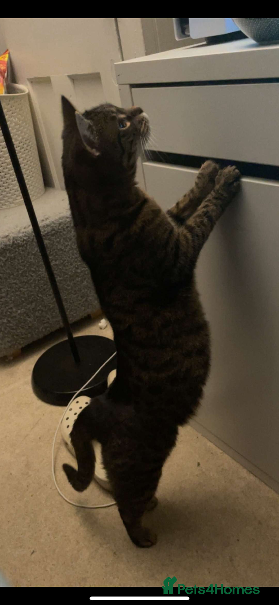 Mixed Breed cats for sale: Female tabby cat  - Image 5
