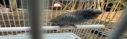 Budgerigars birds for sale: BFBW budgies and other mutations  - Advert 9