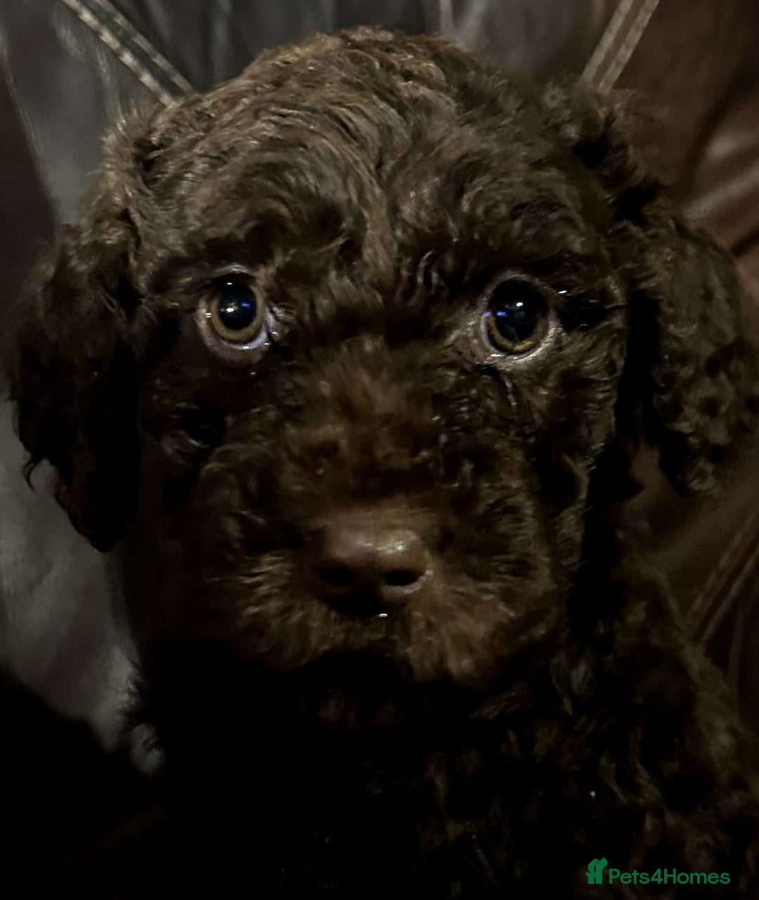 Labradoodle dogs for sale: stunning F2 labradoodle puppies... Available now - Advert 32