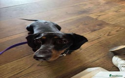 Miniature Dachshund dogs for adoption: Remi. Hingham Norfolk  - Image 5