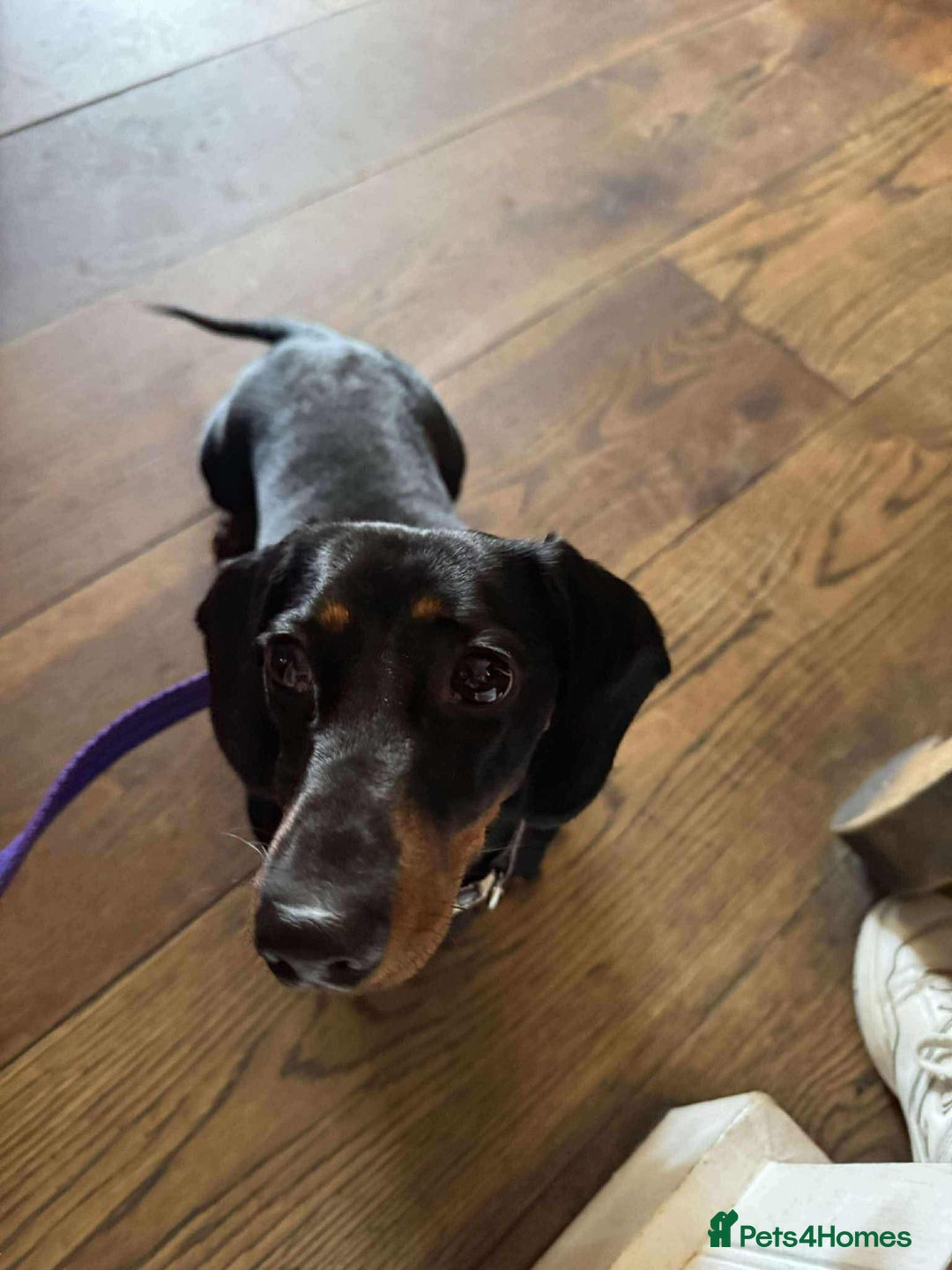 Miniature Dachshund dogs for adoption: Remi. Hingham Norfolk  - Image 5