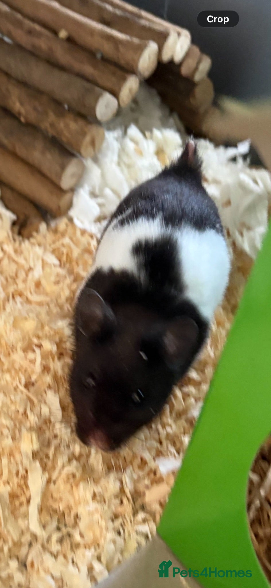 Hamster rodents Baby male hamster  - Advert 4