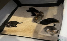 British Shorthair cats for sale: British shorthair mixed  - Image 15
