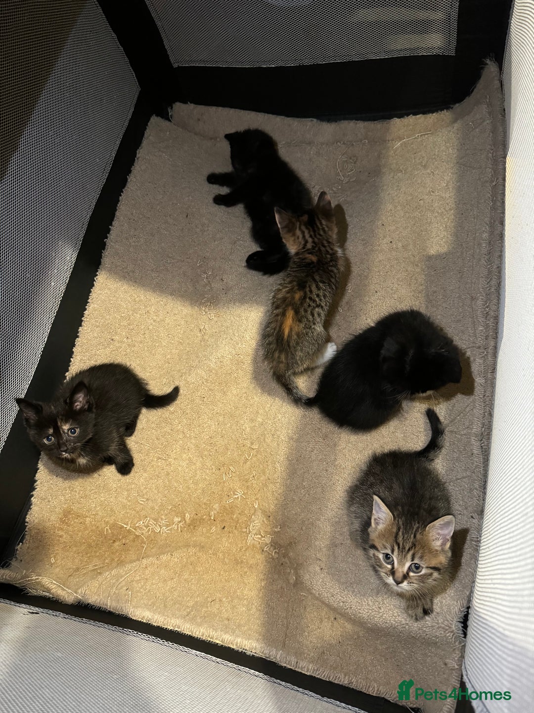 British Shorthair cats for sale: British shorthair mixed  - Image 15