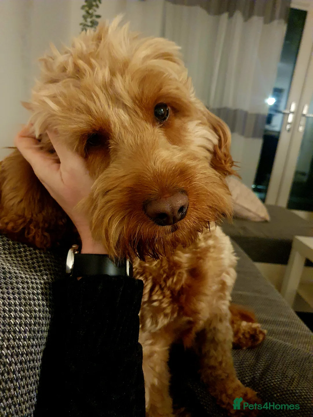 Cockapoo dogs for stud: Proven DNA tested red F1 Cockapoo Charlie for Stud in Milton Keynes - Advert 18