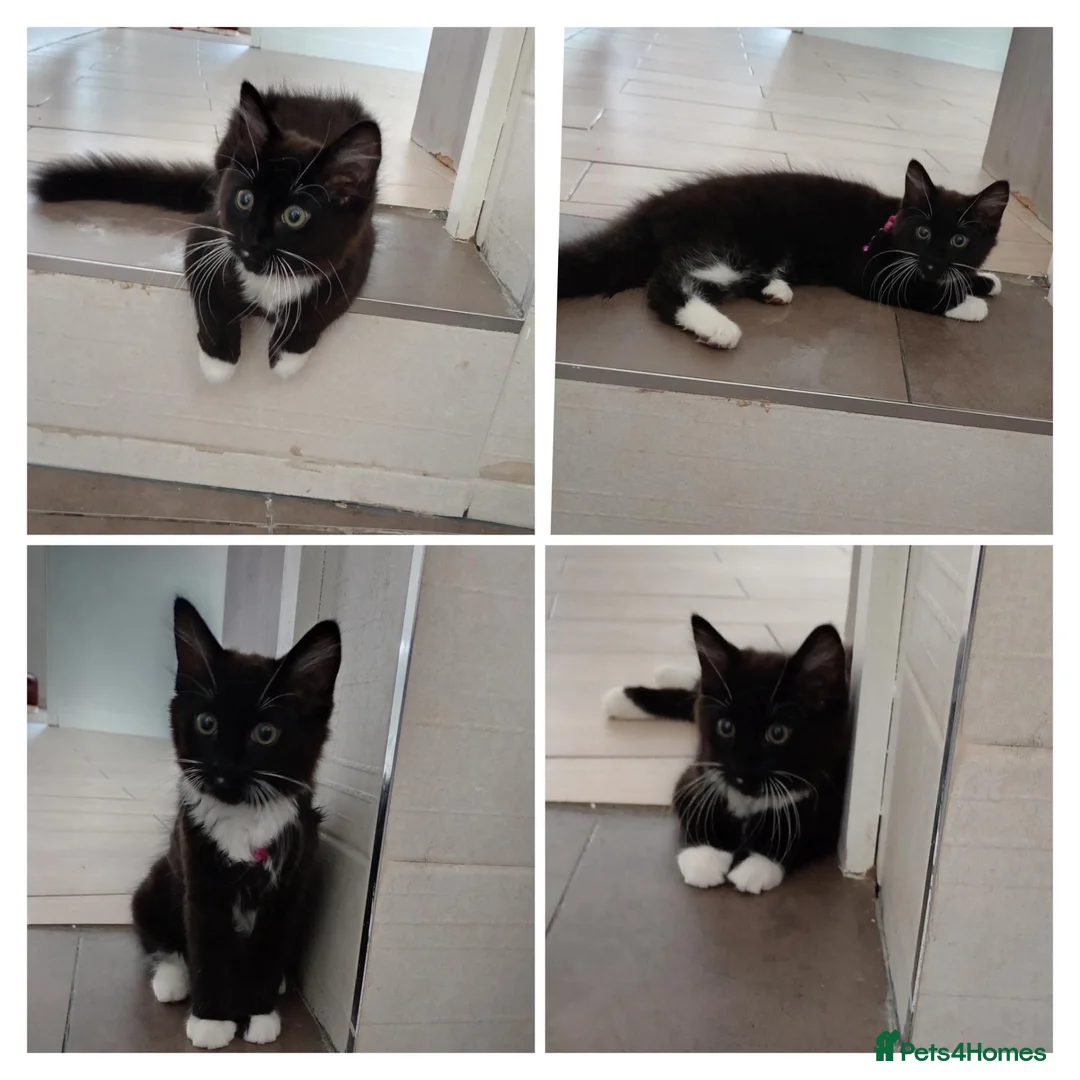Mixed Breed cats for sale: Cute tubby mixes breed kitten - free to good  home in Leicester - Advert 1