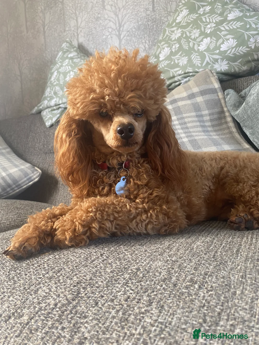 Toy Poodle dogs for stud: KC DNA Health Tested Red Toy Poodle Stud - Advert 5