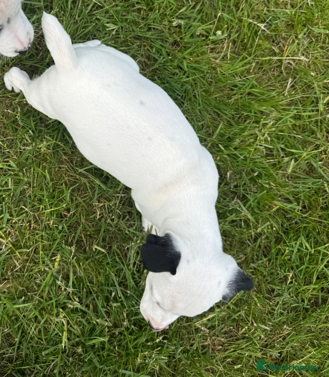 Jack Russell dogs for sale: Jack Russell terriers ready now 🏡 - Advert 19
