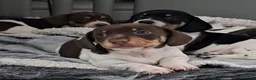 Miniature Dachshund dogs for stud: Kinder piebald miniature dachshund stud kc in Blackburn - Advert 16