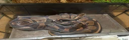 Python Snake reptiles for sale: Royal ball python and set up.  in Hemel Hempstead - Advert 5