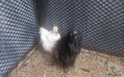 Chickens poultry for sale: female Barbu D'Anver Belgium Bantam chickens  - Image 1