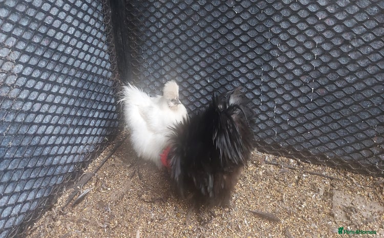 Chickens poultry - Advert 1