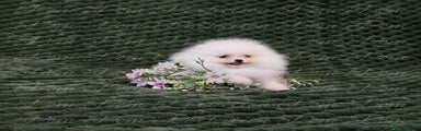 Pomeranian Puppy 2