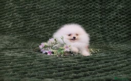 Pomeranian dogs for sale: Gorgeous Teddy bear Pomeranian puppies  - Image 6