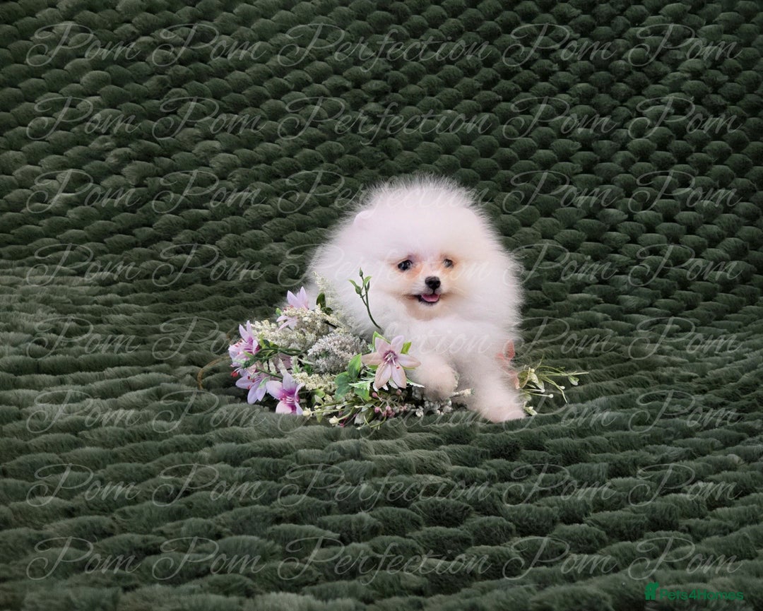 Pomeranian dogs for sale: Gorgeous Teddy bear Pomeranian puppies  - Image 6