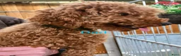 Cockapoo dogs for sale: Chocolate sable girl  - Advert 4