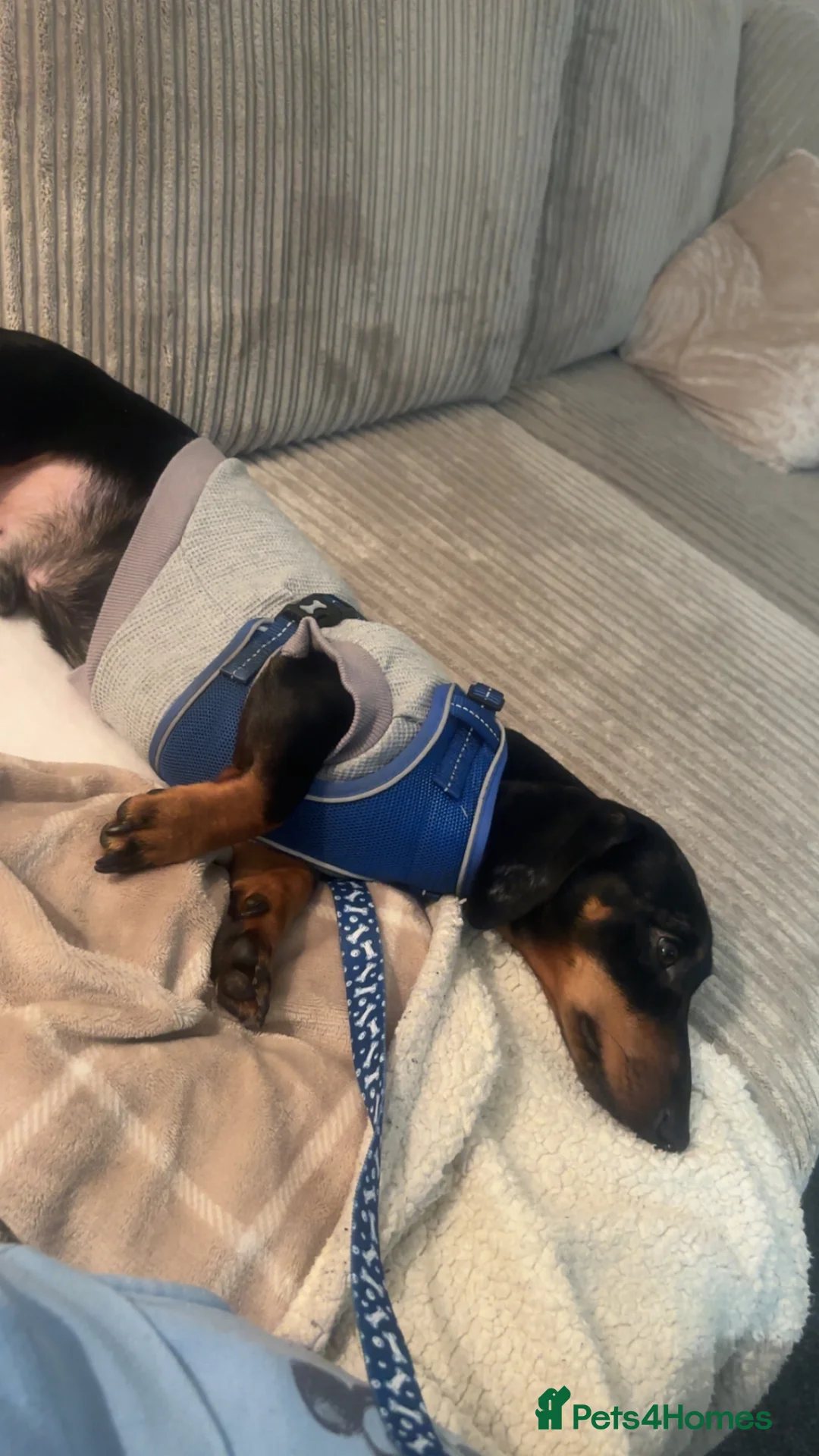 Dachshund dogs for sale: Male dachshund - Advert 1