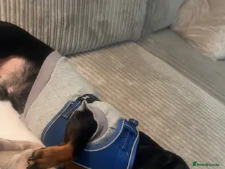 Dachshund dogs Male dachshund - Advert 9