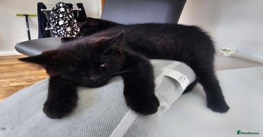 British Shorthair cats - Advert 3
