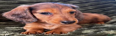 Dachshund 1