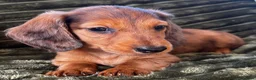 Dachshund dogs for sale: Longhaired Dappled KC reg Standard Dachshund  - Advert 4