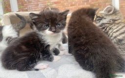 Mixed Breed cats for sale: 3 super fluffy cute kittens  - Image 13