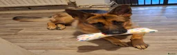 German Shepherd dogs for sale: Sasha in Bridgend - Advert 3