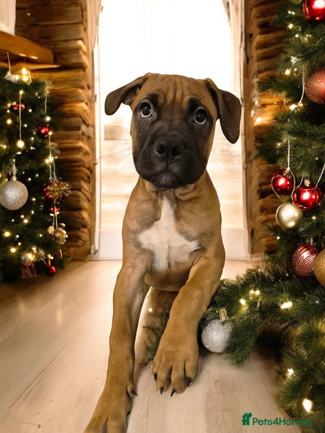 Mixed Breed dogs for sale: Bullmastiff x puppies 🐶  - Advert 28