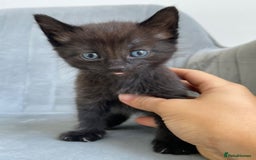 Mixed Breed cats for sale: Adorable kittens  - Image 22