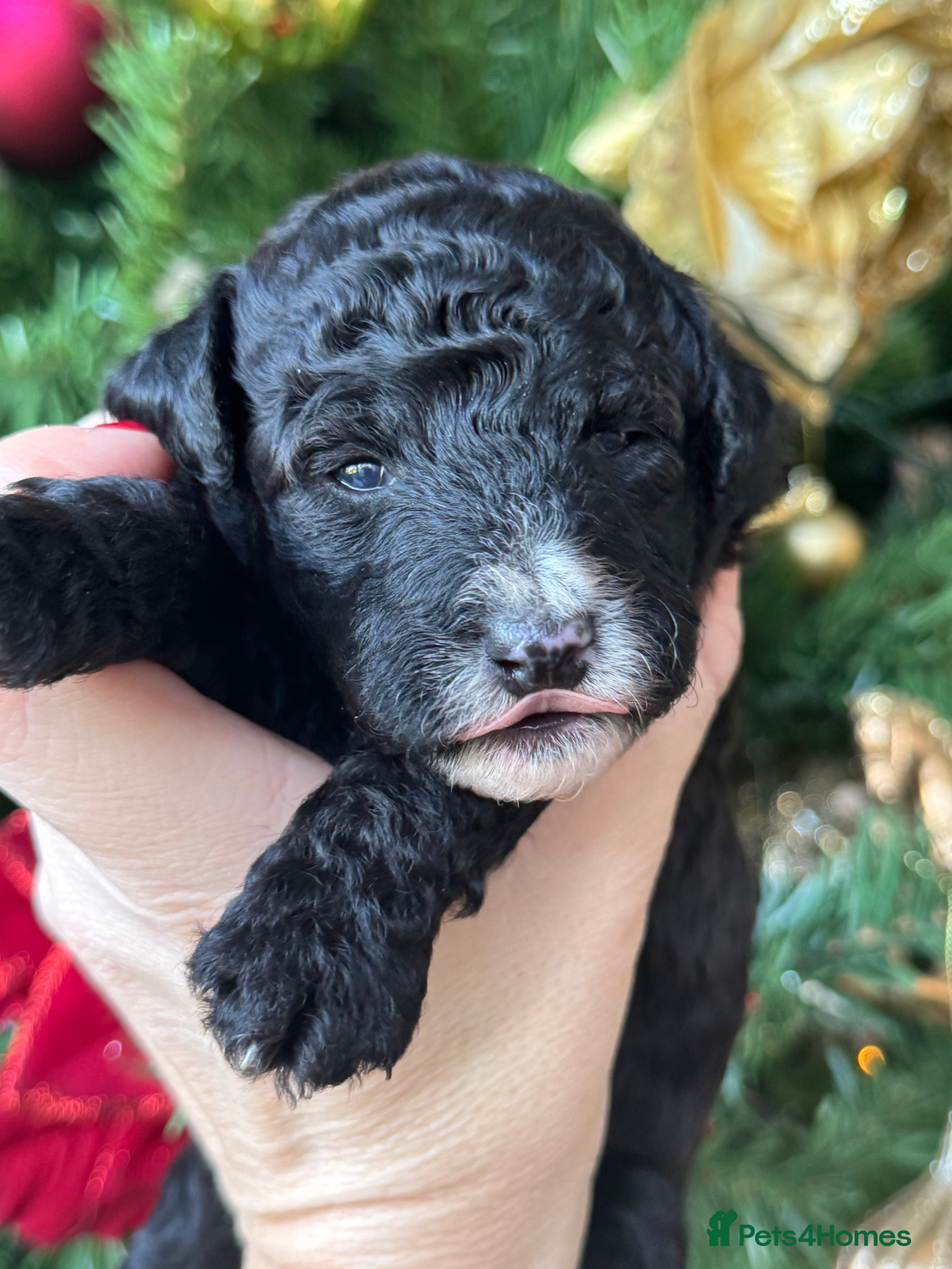 Aussiedoodle dogs Miniature Aussie Doodle Pups 🐾 ❤️ - Advert 1