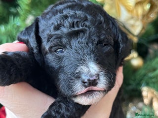 Aussiedoodle dogs Miniature Aussie Doodle Pups 🐾 ❤️ - Advert 2