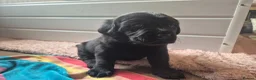 Labrador Retriever dogs for sale: KC Registered Labrador Puppies - Advert 12