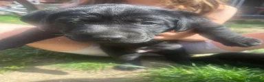 Labrador Retriever Puppy 3