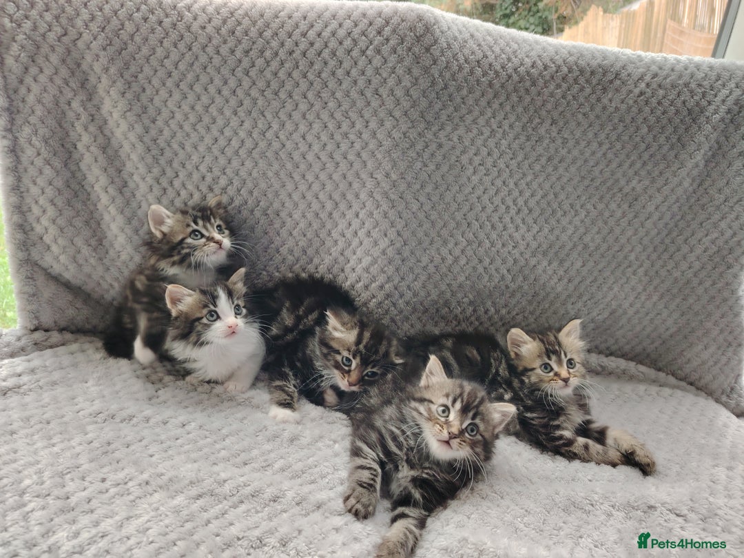 Norwegian Forest Cat cats for sale: Norwegian Forest kittens  - Image 7