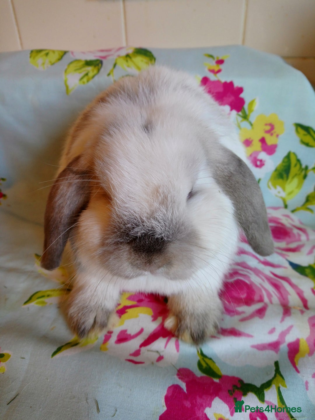 Mini Lop rabbits for sale: Pedigree Mini Lops - Advert 21