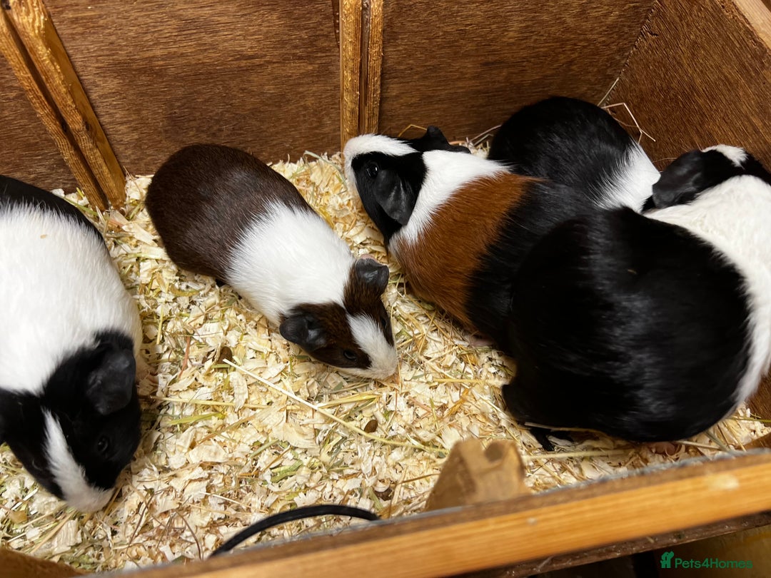 Guinea Pig rodents for sale: Bonded male/ boar guinea pigs  - Image 4