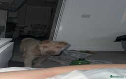 Shar Pei dogs for sale: Skye  - Image 2