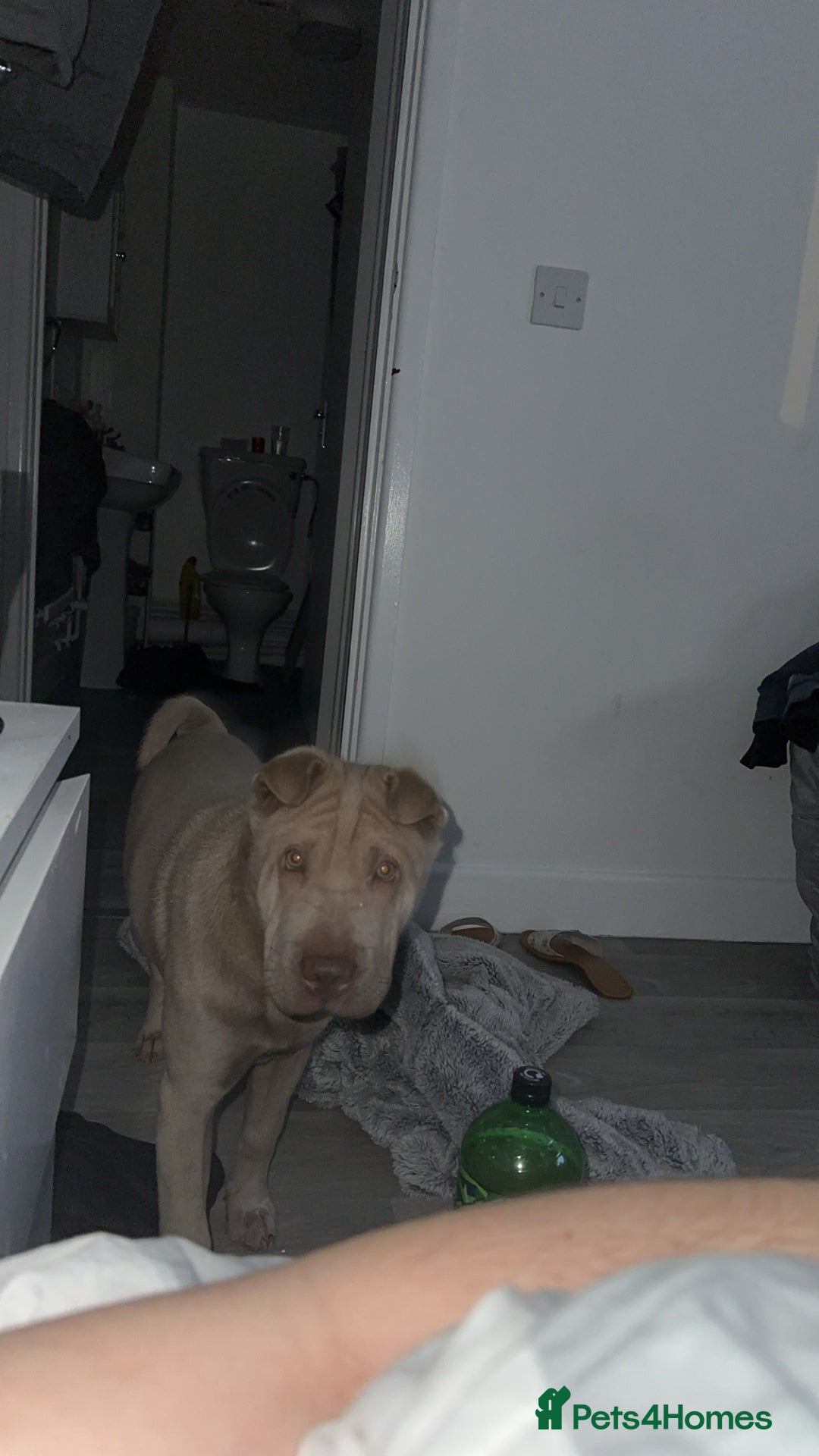 Shar Pei dogs for sale: Skye  - Image 2