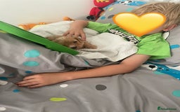 Cavapoo dogs for sale: Wonderful beautiful f1 champagne cavapoo babies  - Image 24