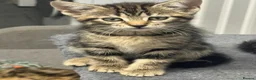 Mixed Breed cats for sale: American shorthair x bsh kittens please red descrp in Belvedere - Advert 3