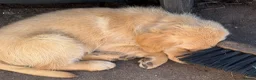 Labrador Retriever dogs for sale: Beautiful litter of mixed puppies  - Advert 19