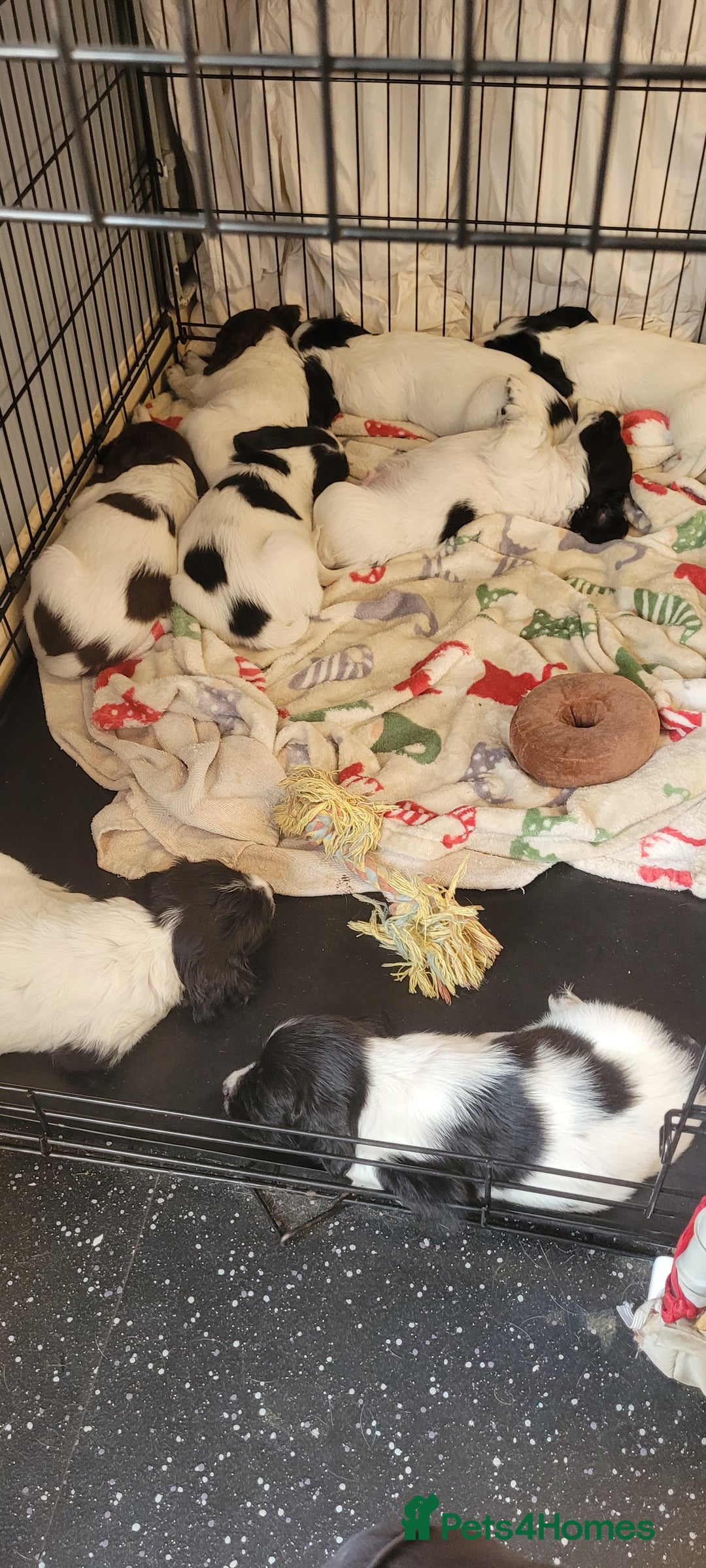 English Springer Spaniel dogs for sale: Kc registered springer spaniel puppies  in Sturminster Newton - Image 1