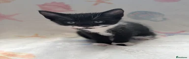 Kitten 2