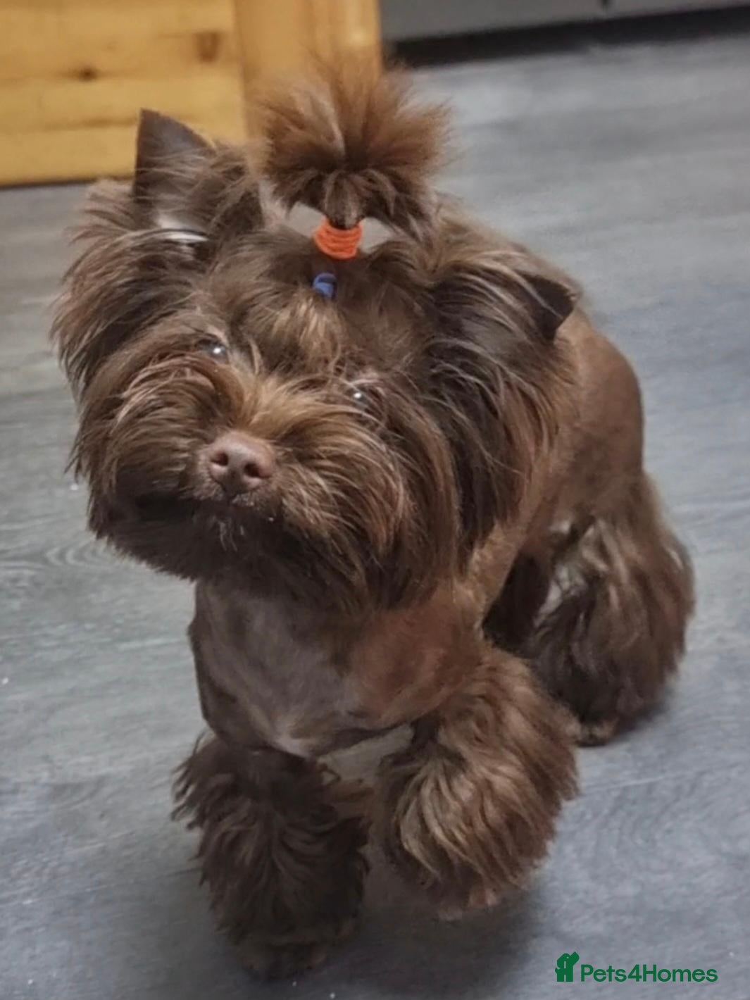 Yorkshire Terrier dogs Yorkshire Terrier boy for stud  - Advert 7