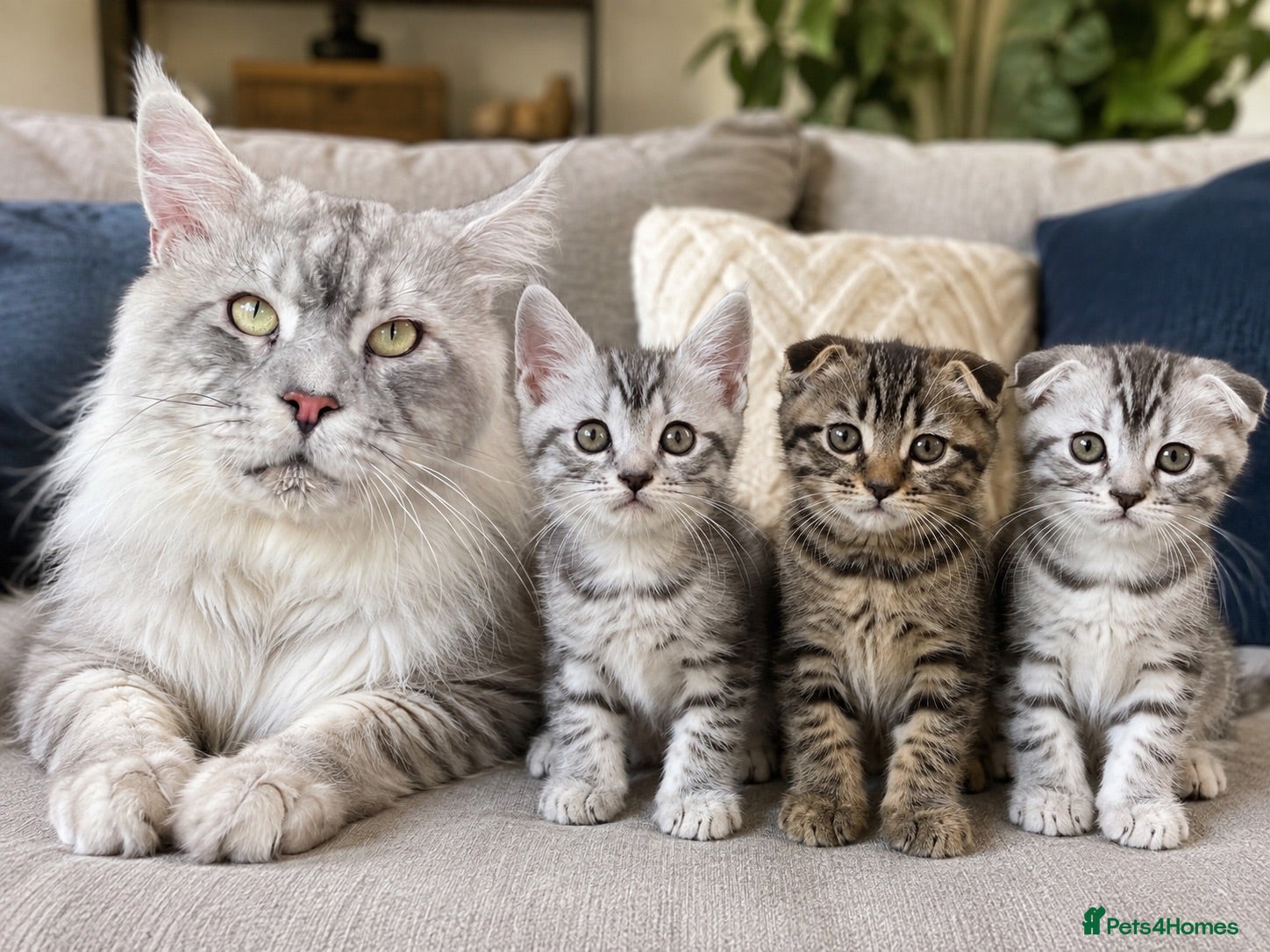 British Shorthair cats for sale: ❤️British shorthair Fold&Maine Coon ❤️ - Advert 1