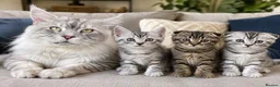 British Shorthair cats for sale: ❤️British shorthair Fold&Maine Coon ❤️ - Advert 1