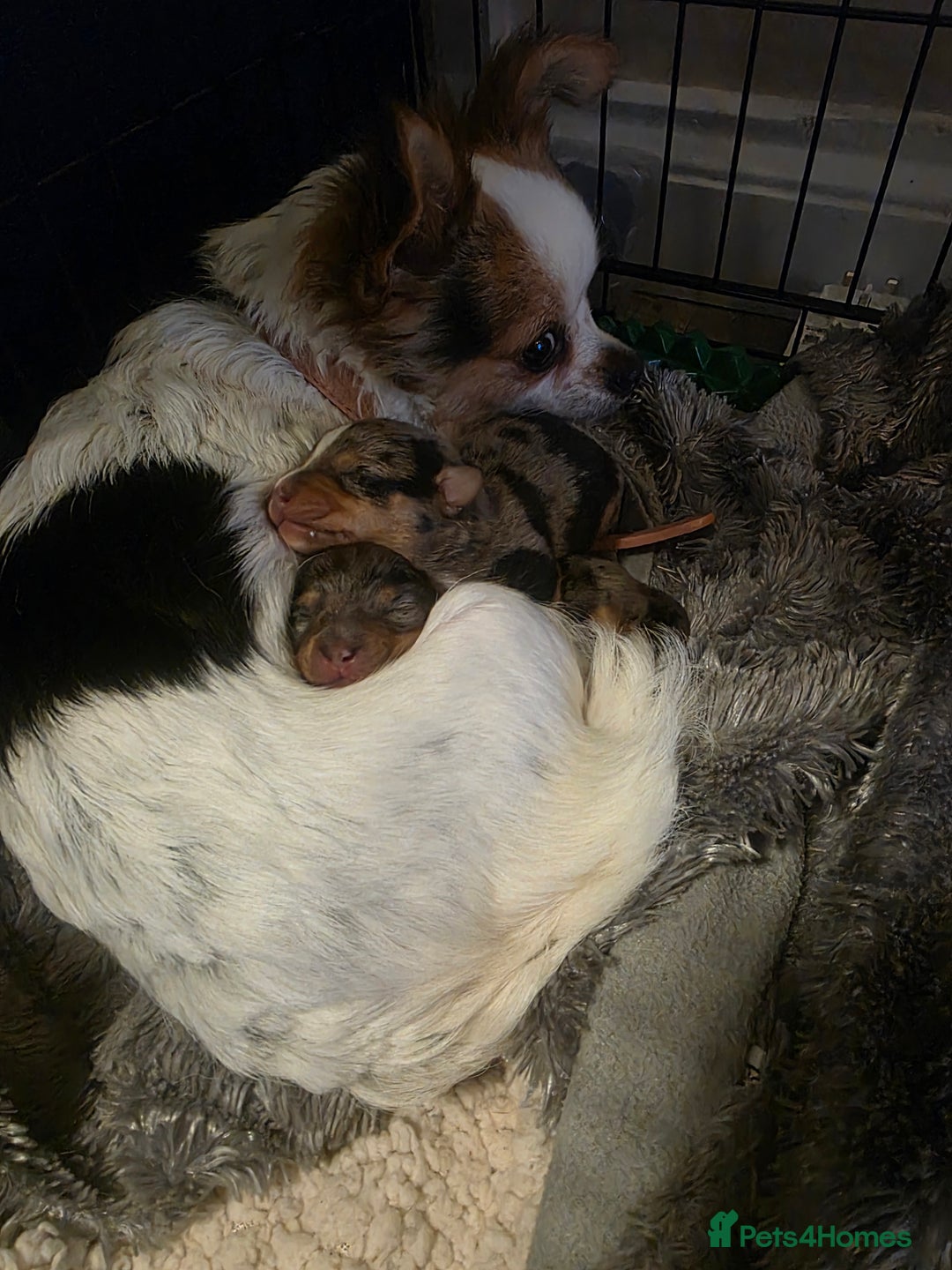 Chiweenie dogs for sale: Grey dapple chiweenie - Advert 1