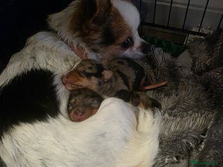 Chiweenie dogs Grey dapple chiweenie - Advert 2