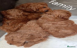 Maltipoo dogs for sale: RED TOY MALTIPOO - Image 6