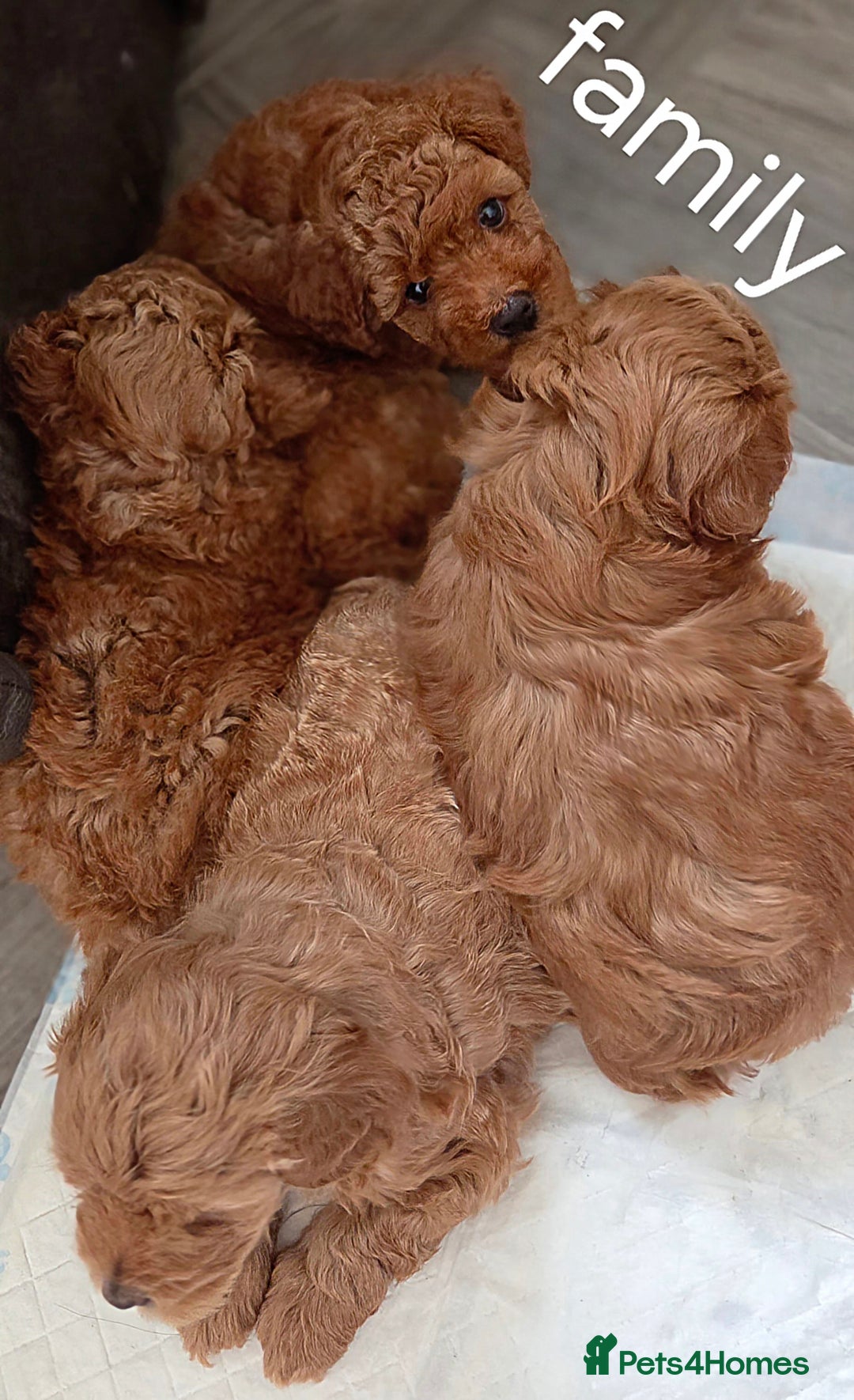 Maltipoo dogs for sale: RED TOY MALTIPOO - Image 6
